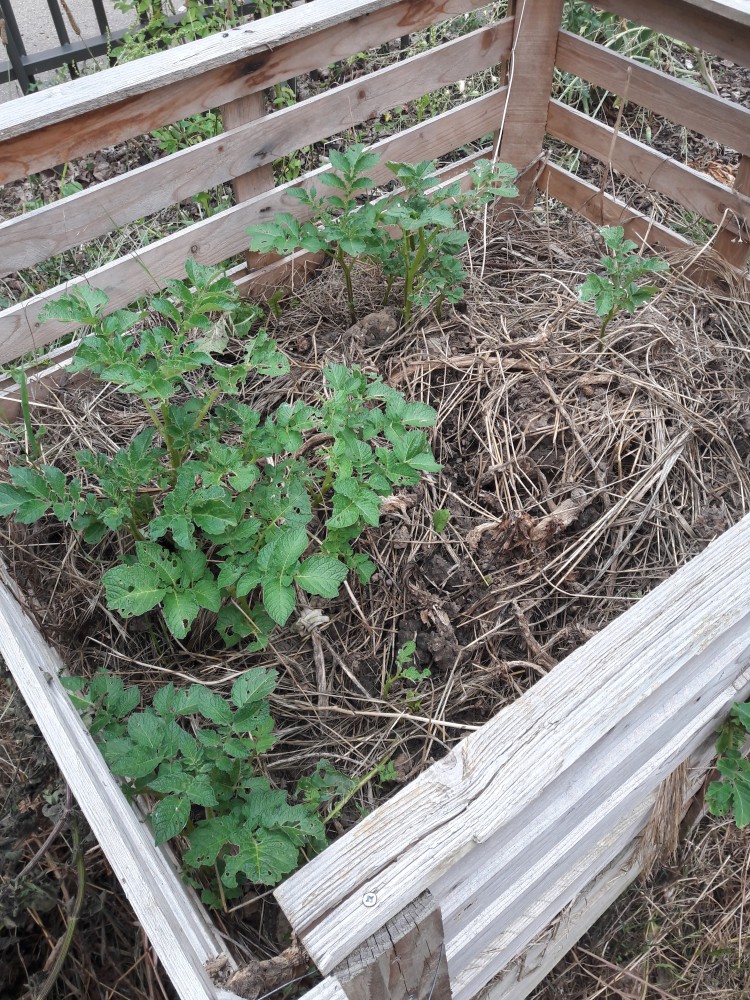cage à pomme de terre | 