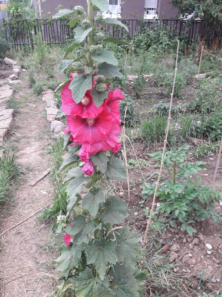 Fleurs errante du jardin | 