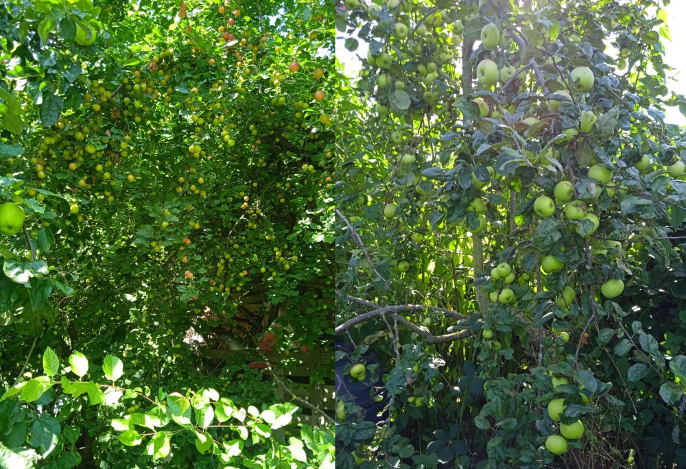 Fruitiers du jardin en bord de voie | 