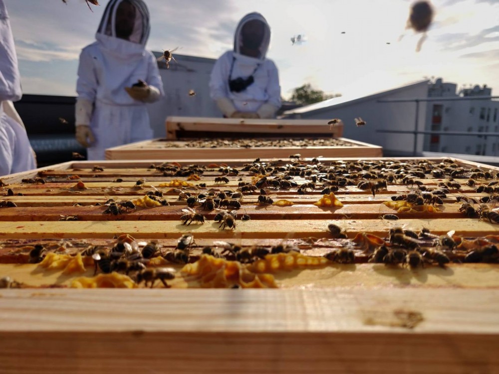 HTPculteur·euse·s 2 | Récolte de miel sur le toit d'un immeuble