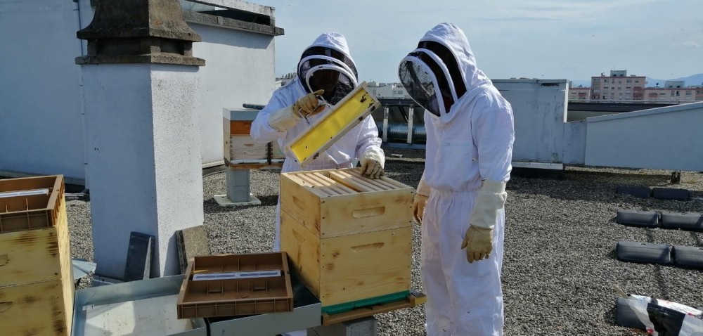 HTPculteur·euse·s | Récolte du miel sur le toit d'un immeuble