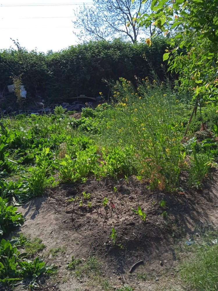 Le jardin en bord de voie d'Ali | 