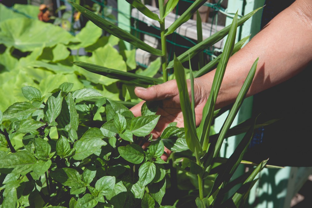 main de la jardinière | 