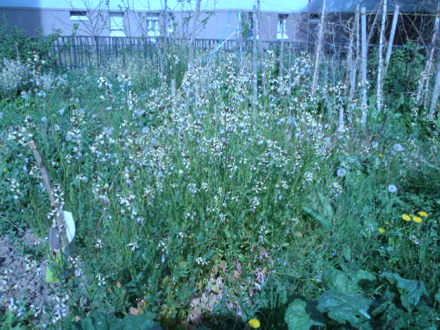 toujours au jardin du monde | 