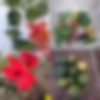 Légumes et fleurs en pied d'immeuble | Légumes et fleurs cultivées en pied d'immeuble